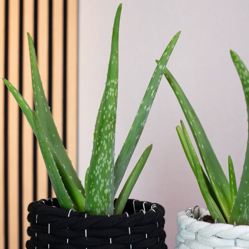2er-Set Echte Aloe - Aloe vera - Höhe ca. 40 cm, Topf-Ø 12 cm