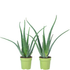 2er-Set Echte Aloe - Aloe vera - Höhe ca. 40 cm, Topf-Ø 12 cm