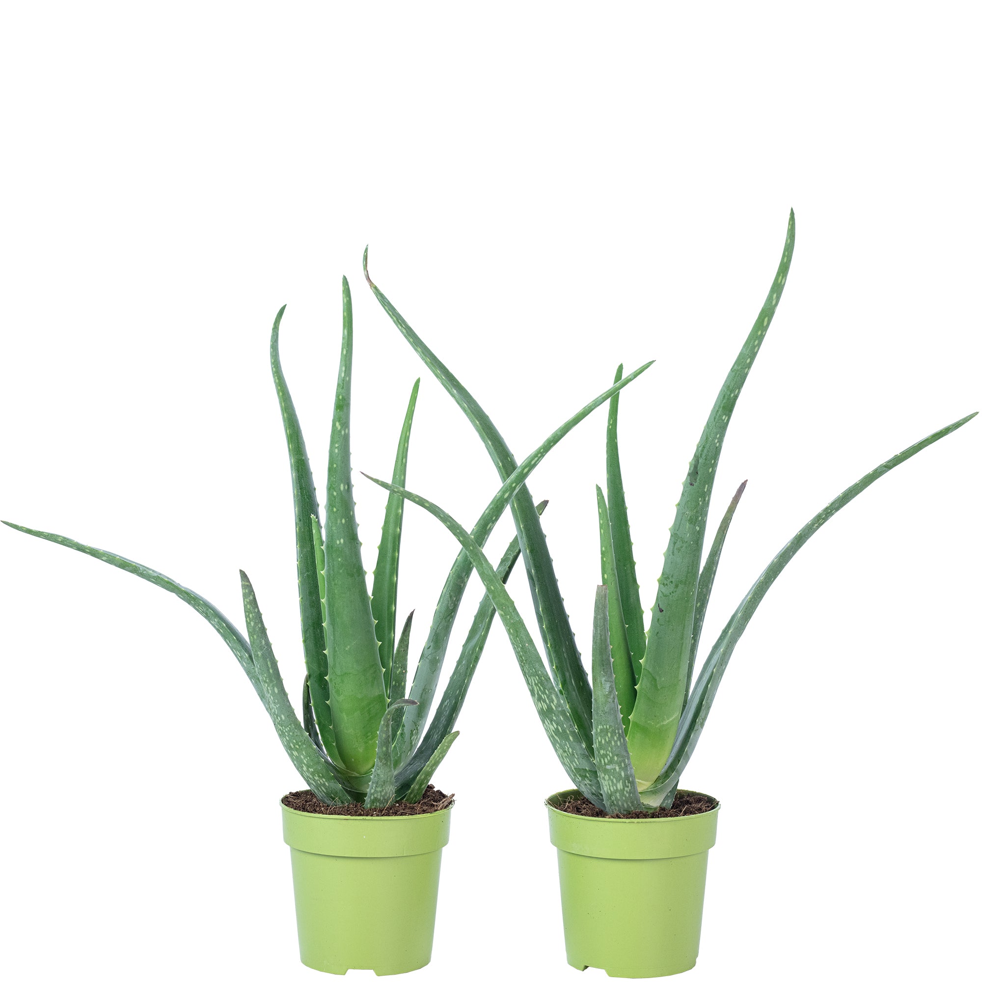 2er-Set Echte Aloe - Aloe vera - Höhe ca. 40 cm, Topf-Ø 12 cm