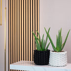 2er-Set Echte Aloe - Aloe vera - Höhe ca. 40 cm, Topf-Ø 12 cm