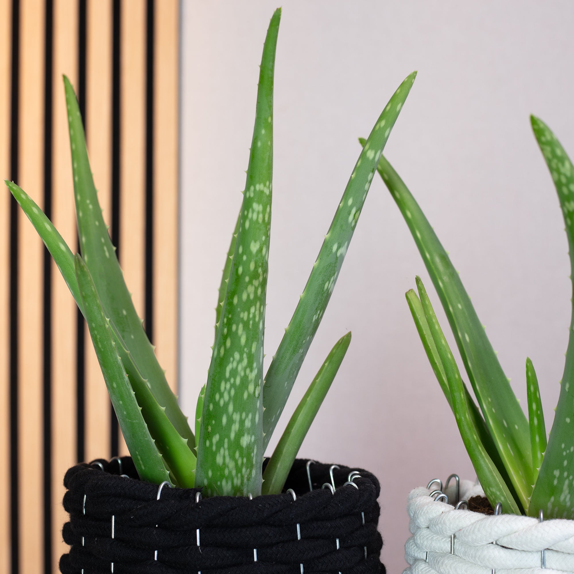 2er-Set Echte Aloe - Aloe vera - Höhe ca. 40 cm, Topf-Ø 12 cm