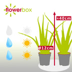 2er-Set Echte Aloe - Aloe vera - Höhe ca. 40 cm, Topf-Ø 12 cm