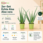2er-Set Echte Aloe - Aloe vera - Höhe ca. 40 cm, Topf-Ø 12 cm