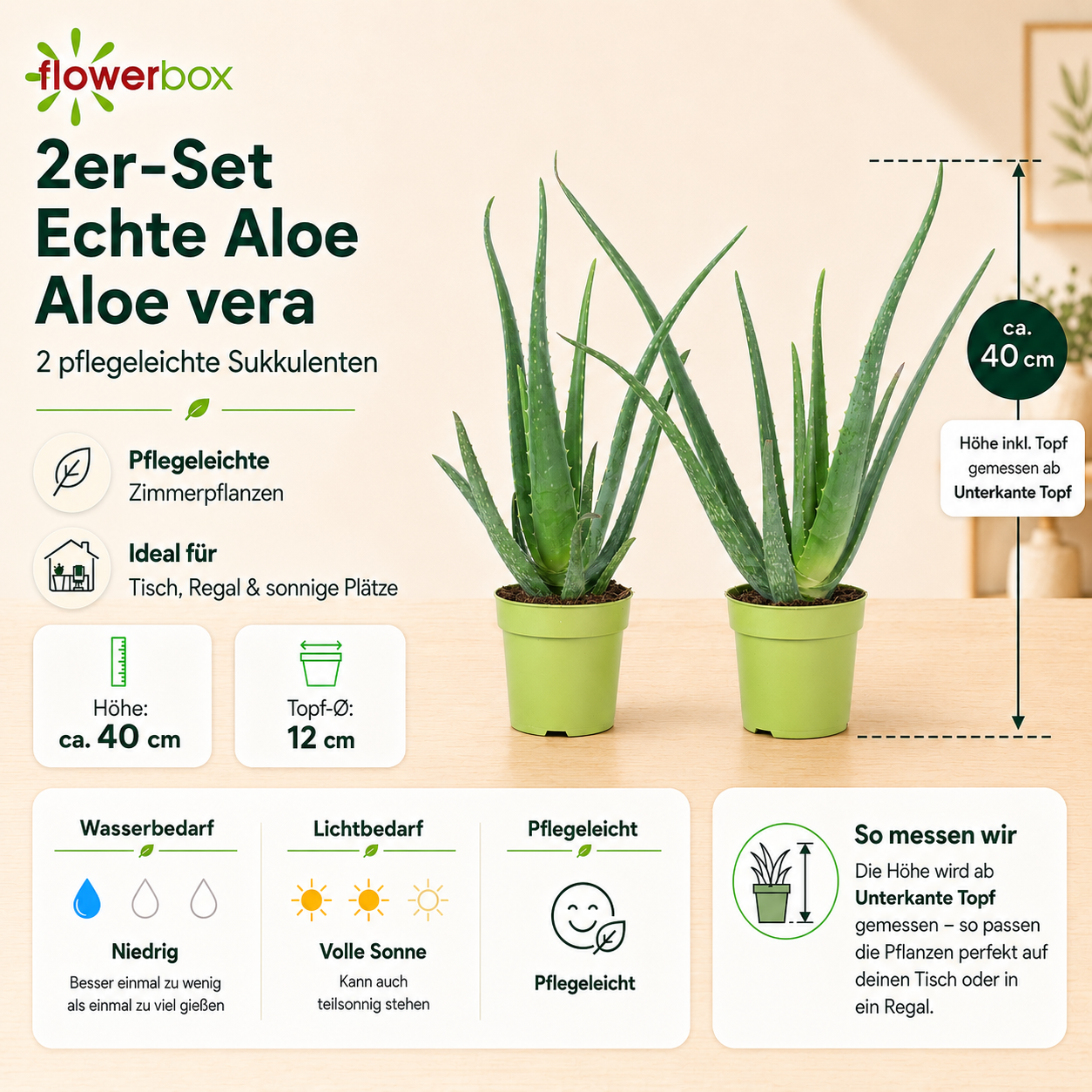 2er-Set Echte Aloe - Aloe vera - Höhe ca. 40 cm, Topf-Ø 12 cm
