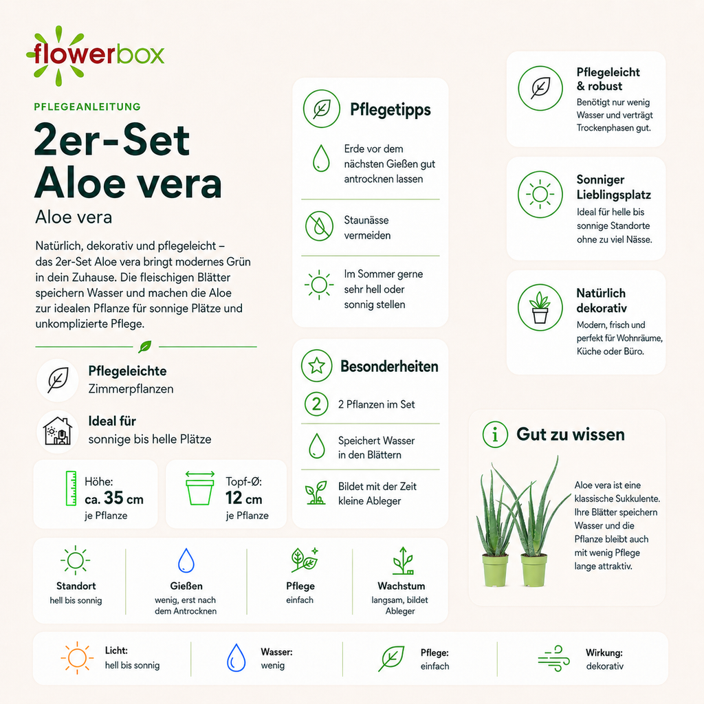 2er-Set Echte Aloe - Aloe vera - Höhe ca. 40 cm, Topf-Ø 12 cm