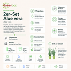 2er-Set Echte Aloe - Aloe vera - Höhe ca. 40 cm, Topf-Ø 12 cm