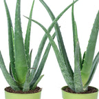 2er-Set Echte Aloe - Aloe vera - Höhe ca. 40 cm, Topf-Ø 12 cm