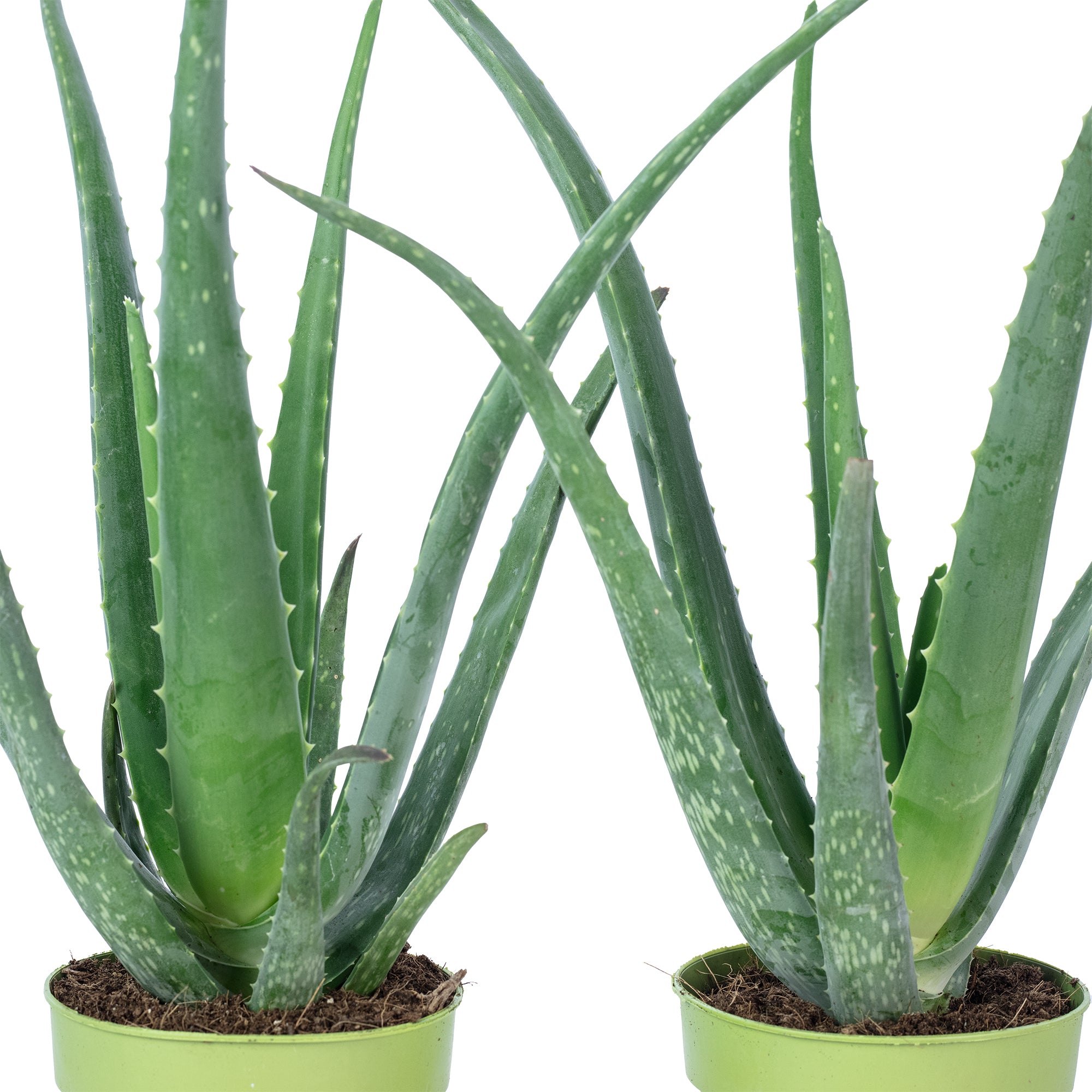 2er-Set Echte Aloe - Aloe vera - Höhe ca. 40 cm, Topf-Ø 12 cm