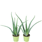 2er-Set Echte Aloe - Aloe vera - Höhe ca. 40 cm, Topf-Ø 12 cm