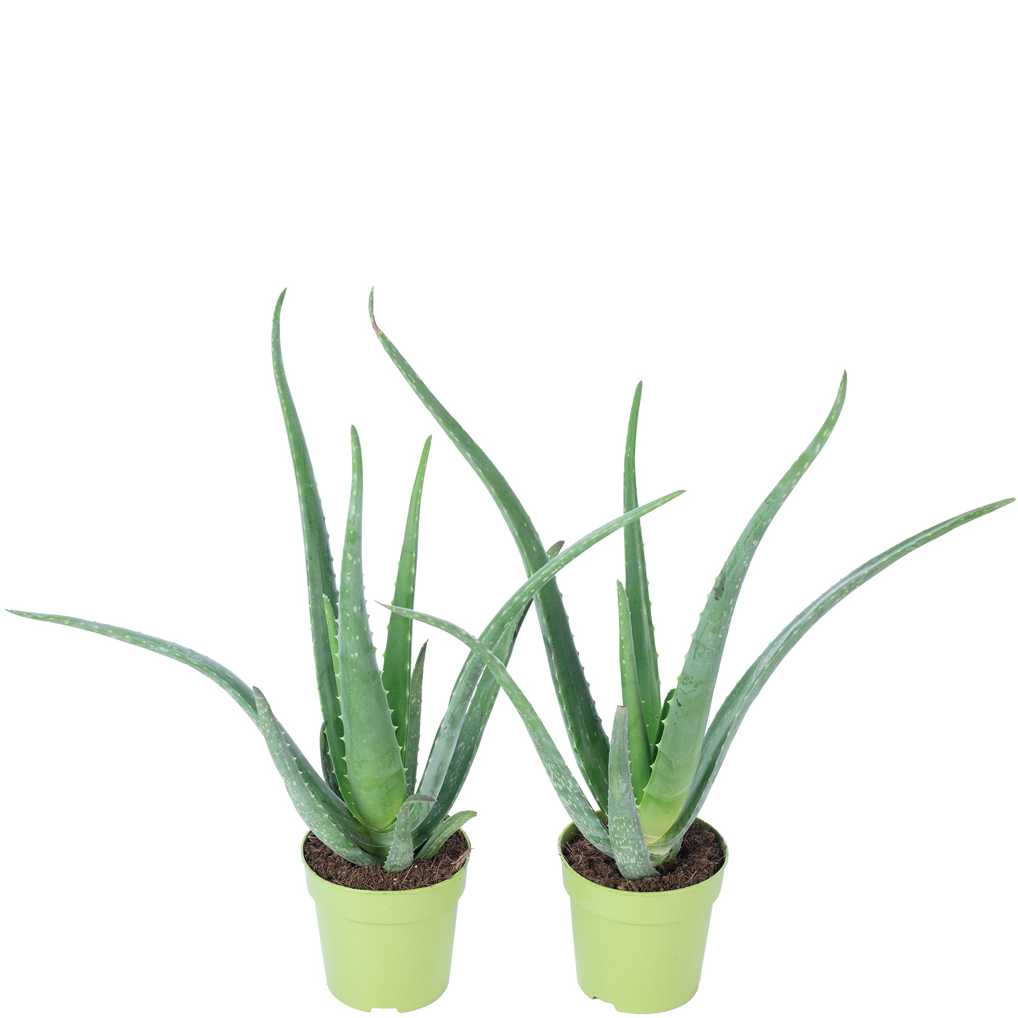 2er-Set Echte Aloe - Aloe vera - Höhe ca. 40 cm, Topf-Ø 12 cm
