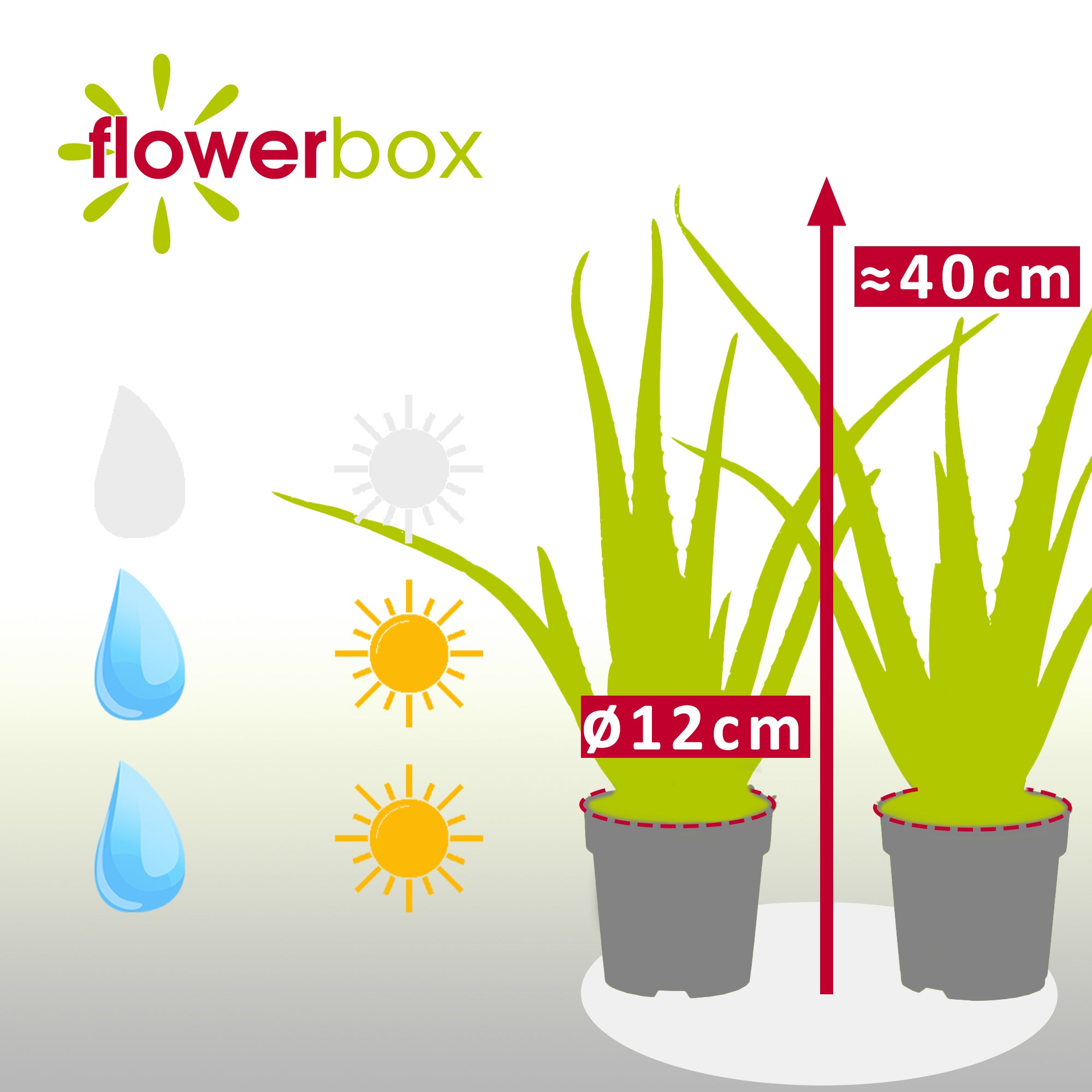 2er-Set Echte Aloe - Aloe vera - Höhe ca. 40 cm, Topf-Ø 12 cm