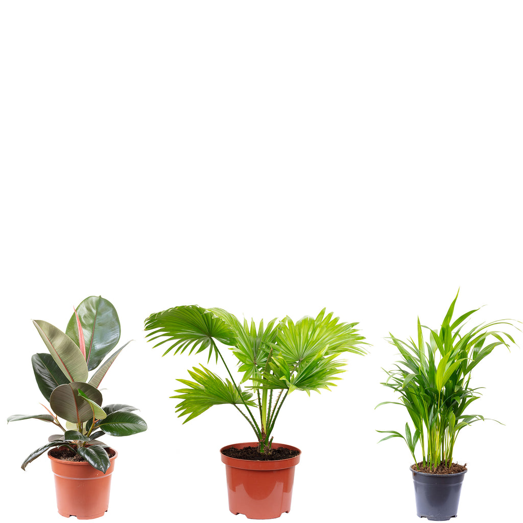Set of 3: Golden Cane Palm, Livistona, Rubber Tree - Height approx. 50-60 cm, Pot diameter 14/17 cm