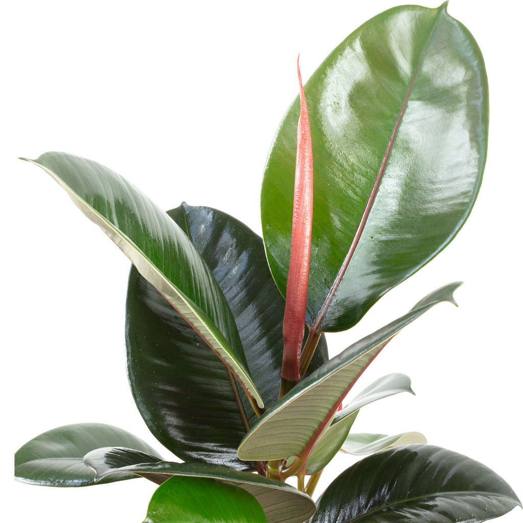 Set of 3: Golden Cane Palm, Livistona, Rubber Tree - Height approx. 50-60 cm, Pot diameter 14/17 cm