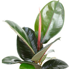 Set of 3: Golden Cane Palm, Livistona, Rubber Tree - Height approx. 50-60 cm, Pot diameter 14/17 cm