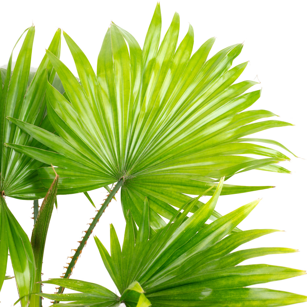 3er-Set Goldfruchtpalme, Livistonia, Gummibaum - Höhe ca. 50-60 cm, Topf-Ø 14/17 cm