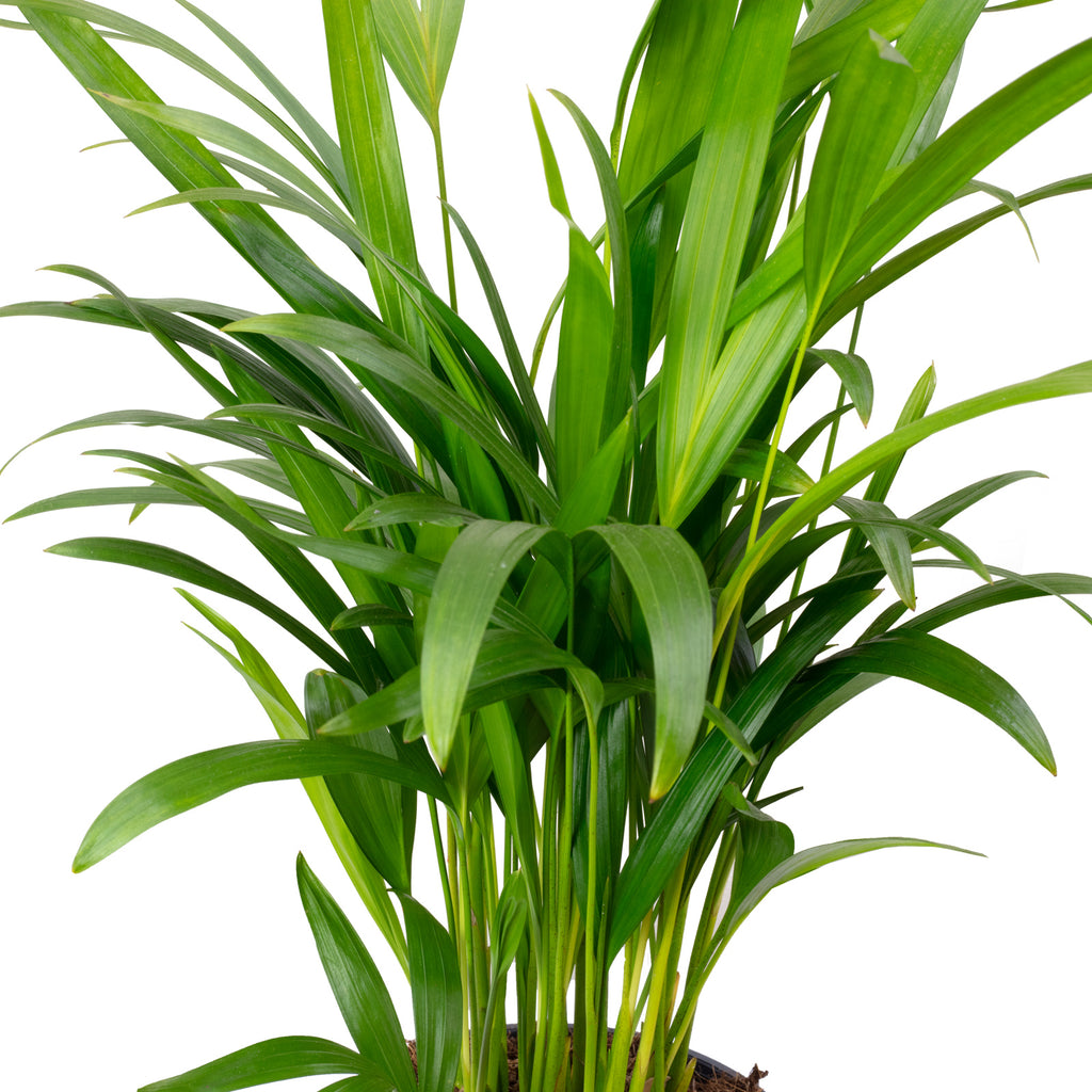 Set of 3: Golden Cane Palm, Livistona, Rubber Tree - Height approx. 50-60 cm, Pot diameter 14/17 cm