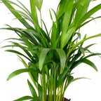Set of 3: Golden Cane Palm, Livistona, Rubber Tree - Height approx. 50-60 cm, Pot diameter 14/17 cm