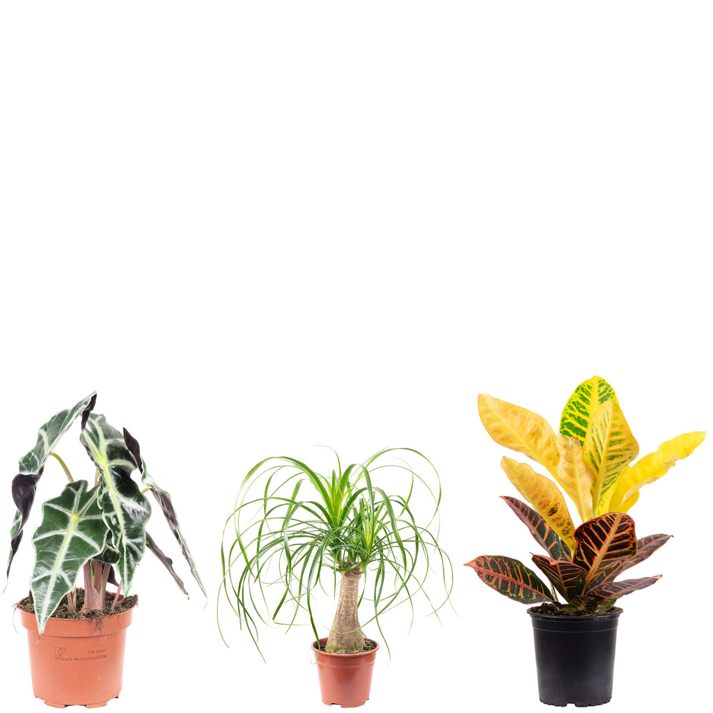 3er-Set Elefantenfuß, Wunderstrauch, Alocasia - Höhe ca. 25-40 cm, Topf-Ø 12-14 cm