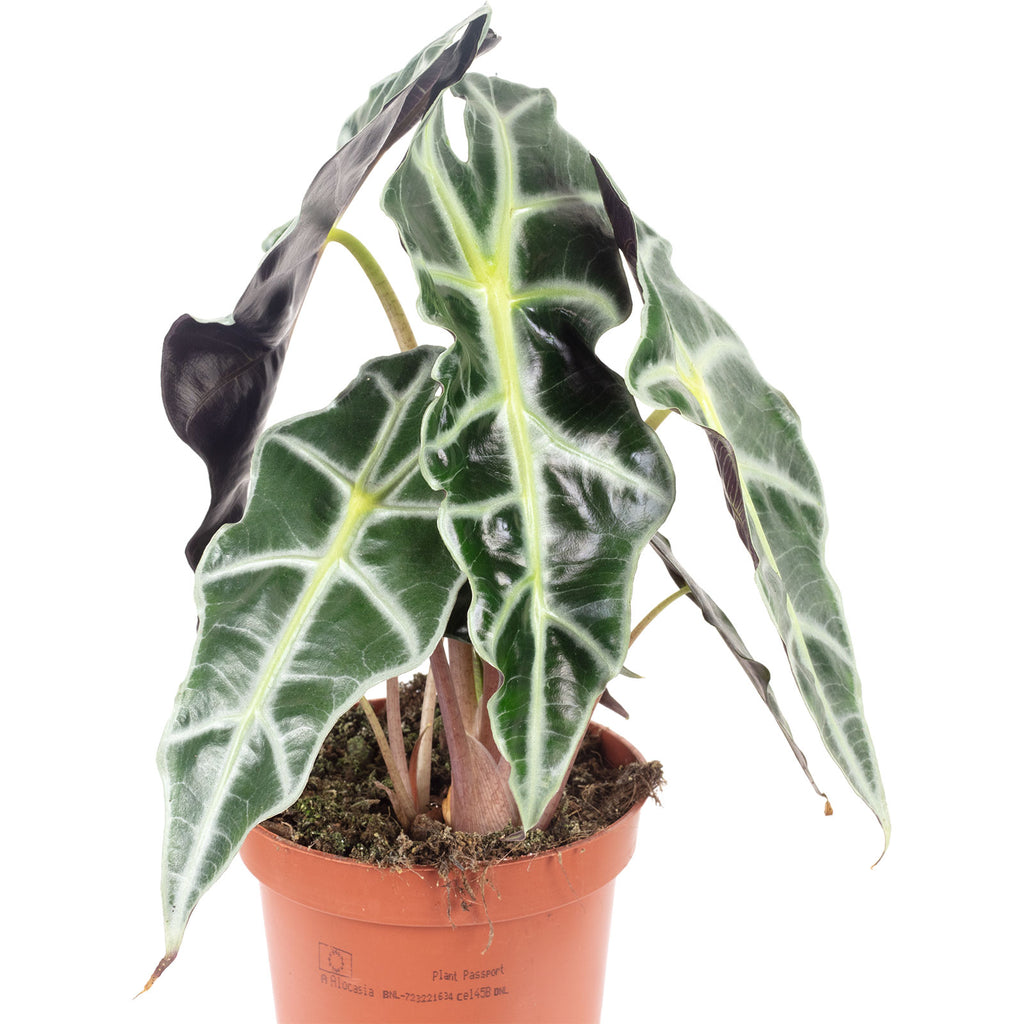 3er-Set Elefantenfuß, Wunderstrauch, Alocasia - Höhe ca. 25-40 cm, Topf-Ø 12-14 cm