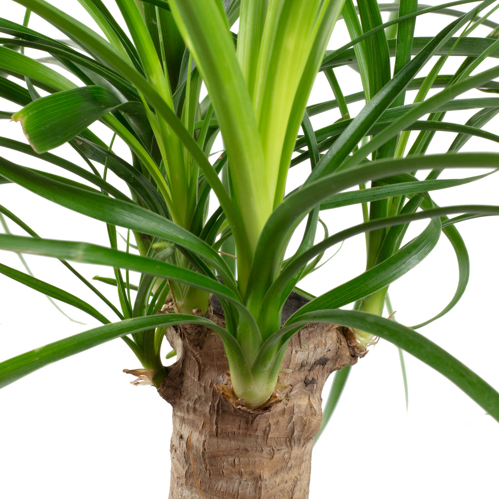 3er-Set Elefantenfuß, Wunderstrauch, Alocasia - Höhe ca. 25-40 cm, Topf-Ø 12-14 cm