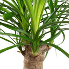 3er-Set Elefantenfuß, Wunderstrauch, Alocasia - Höhe ca. 25-40 cm, Topf-Ø 12-14 cm