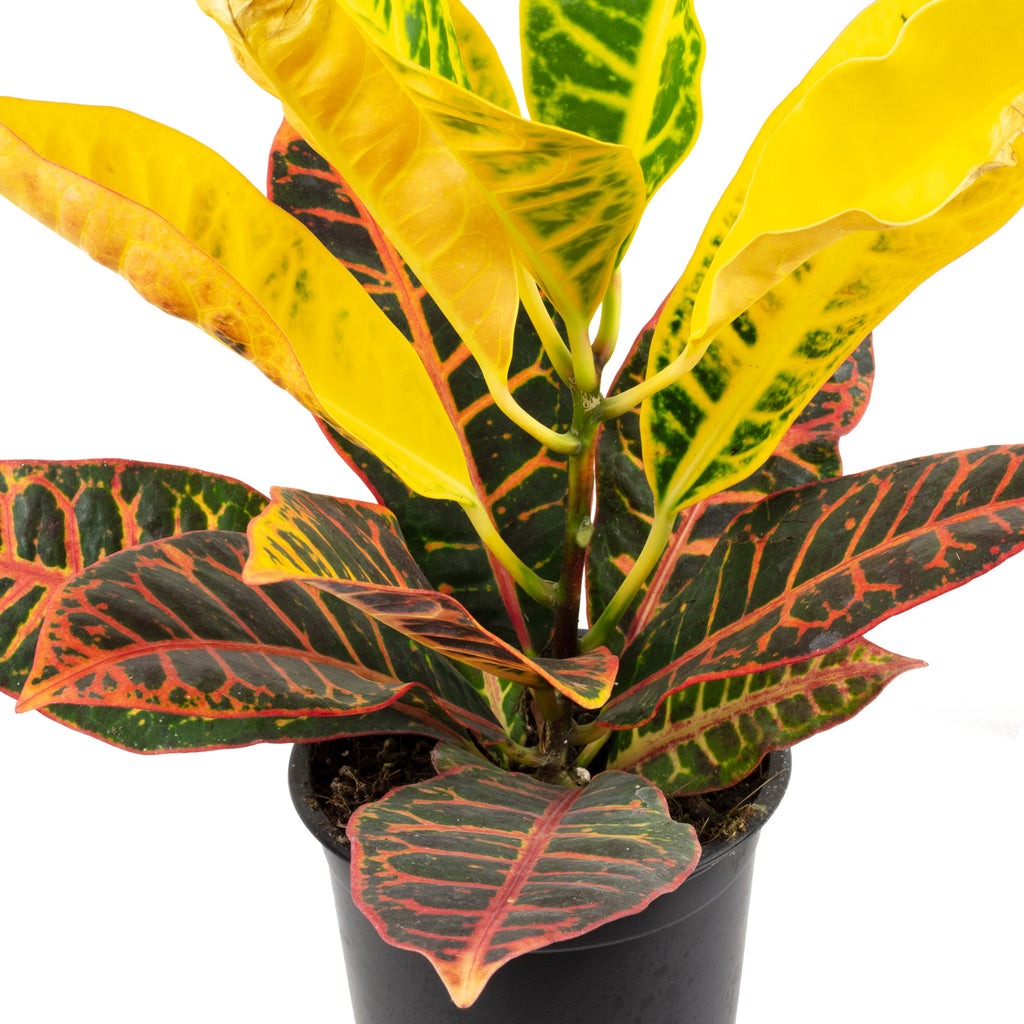 3er-Set Elefantenfuß, Wunderstrauch, Alocasia - Höhe ca. 25-40 cm, Topf-Ø 12-14 cm