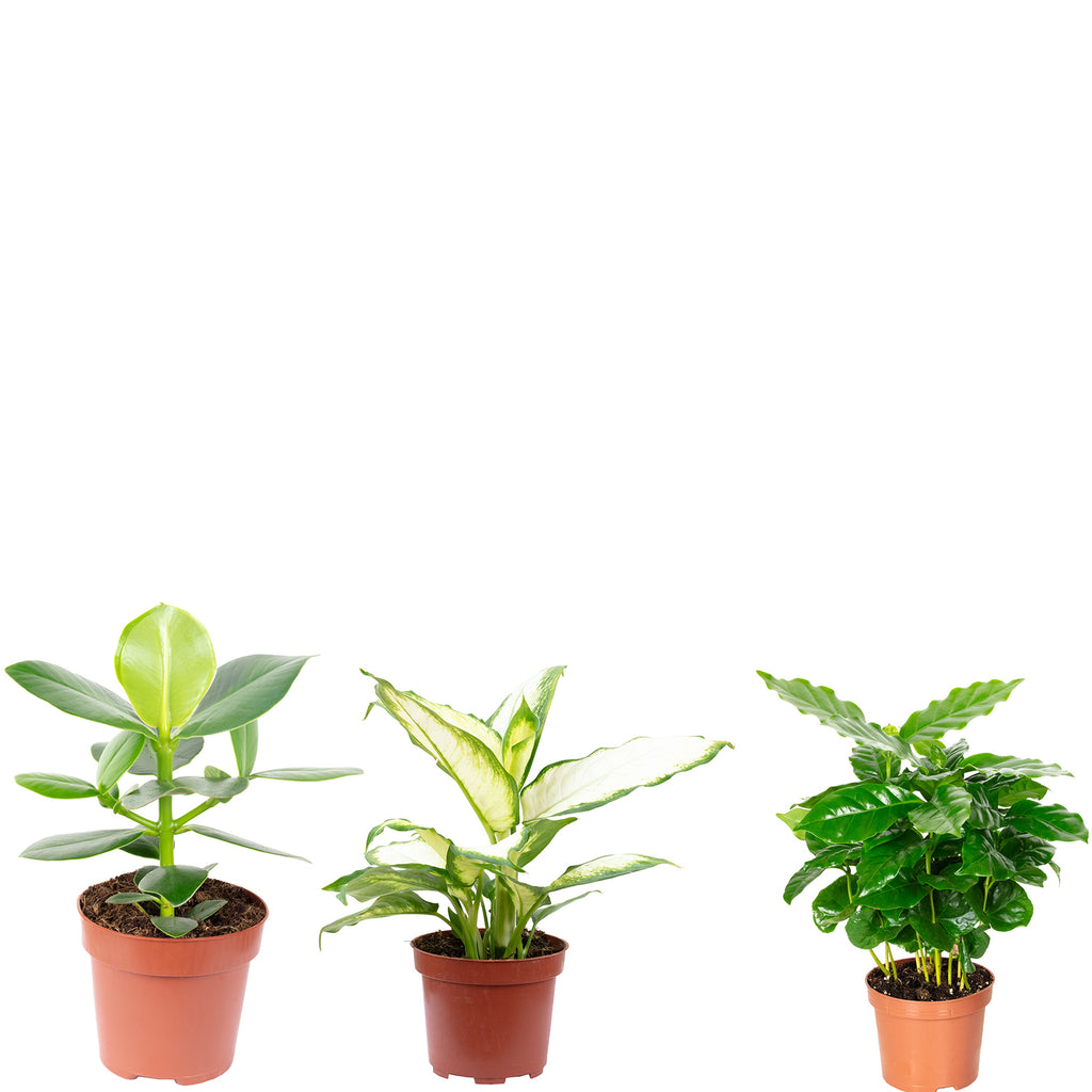Ensemble de 3 plantes : caféier, pommier baumier, dieffenbachia - Hauteur env. 20-35 cm, diamètre du pot 9-12 cm