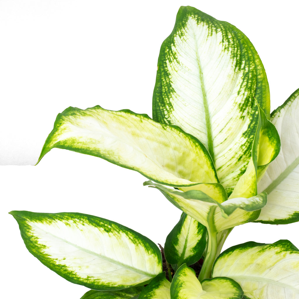 3er-Set Kaffeepflanze, Balsamapfel, Dieffenbachie - Höhe ca. 20-35 cm, Topf-Ø 9-12 cm