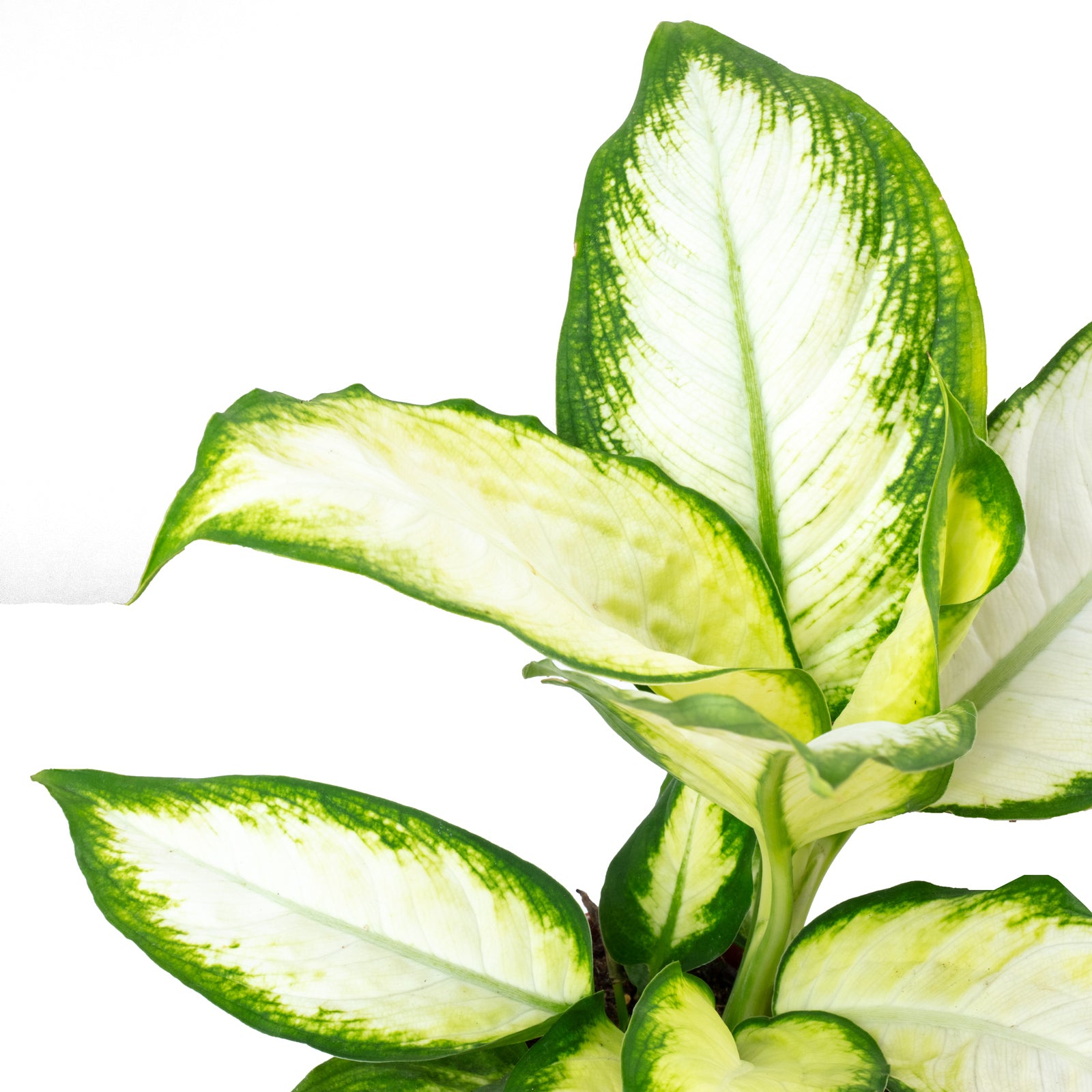 3er-Set Kaffeepflanze, Balsamapfel, Dieffenbachie - Höhe ca. 20-35 cm, Topf-Ø 9-12 cm