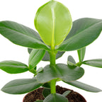 Ensemble de 3 plantes : caféier, pommier baumier, dieffenbachia - Hauteur env. 20-35 cm, diamètre du pot 9-12 cm