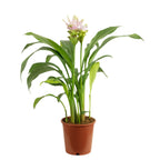 Curcuma rose clair - Curcuma alismatifolia 'Siam Sweet' - hauteur env. 50 cm, diamètre du pot 15 cm