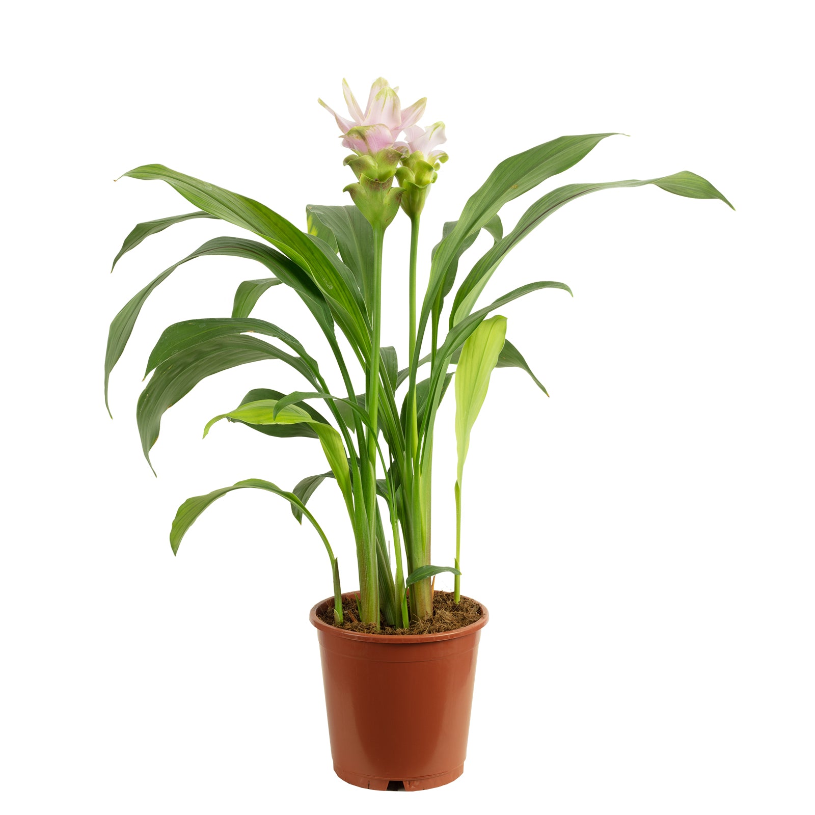 Curcuma rose clair - Curcuma alismatifolia 'Siam Sweet' - hauteur env. 50 cm, diamètre du pot 15 cm