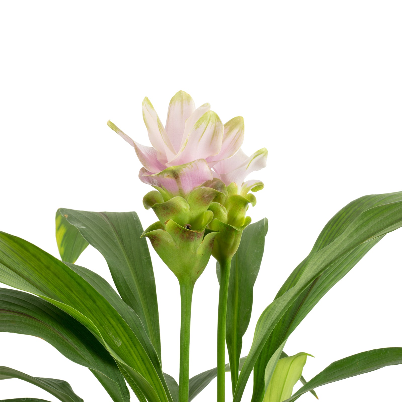 Kurkuma hellrosa - Curcuma alismatifolia 'Siam Sweet' - Höhe ca. 50 cm, Topf-Ø 15 cm