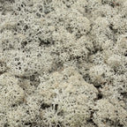 Cardboard Island Moss Grey - 500g