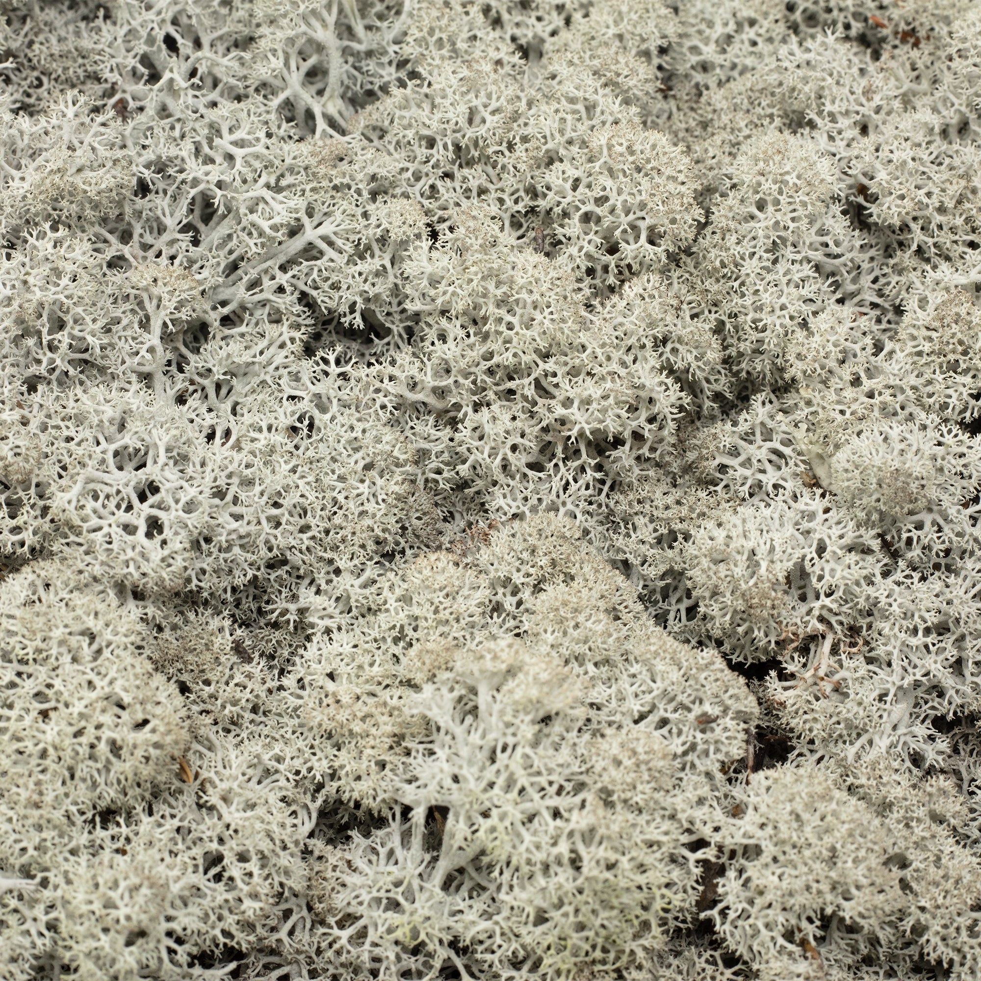 Cardboard Island Moss Grey - 500g