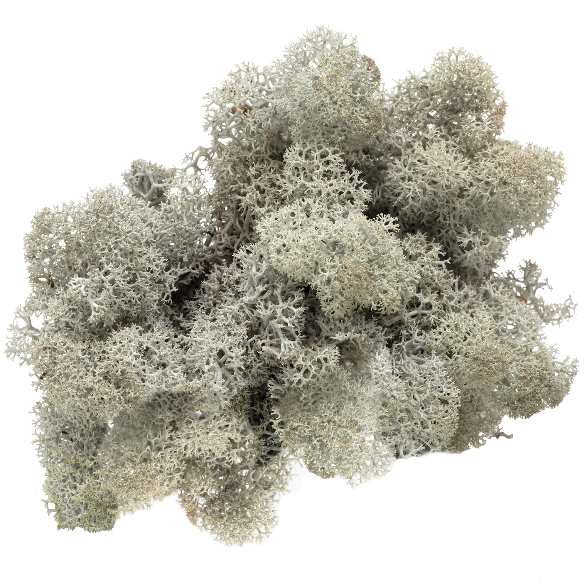 Karton Islandmoos Grau- 500g