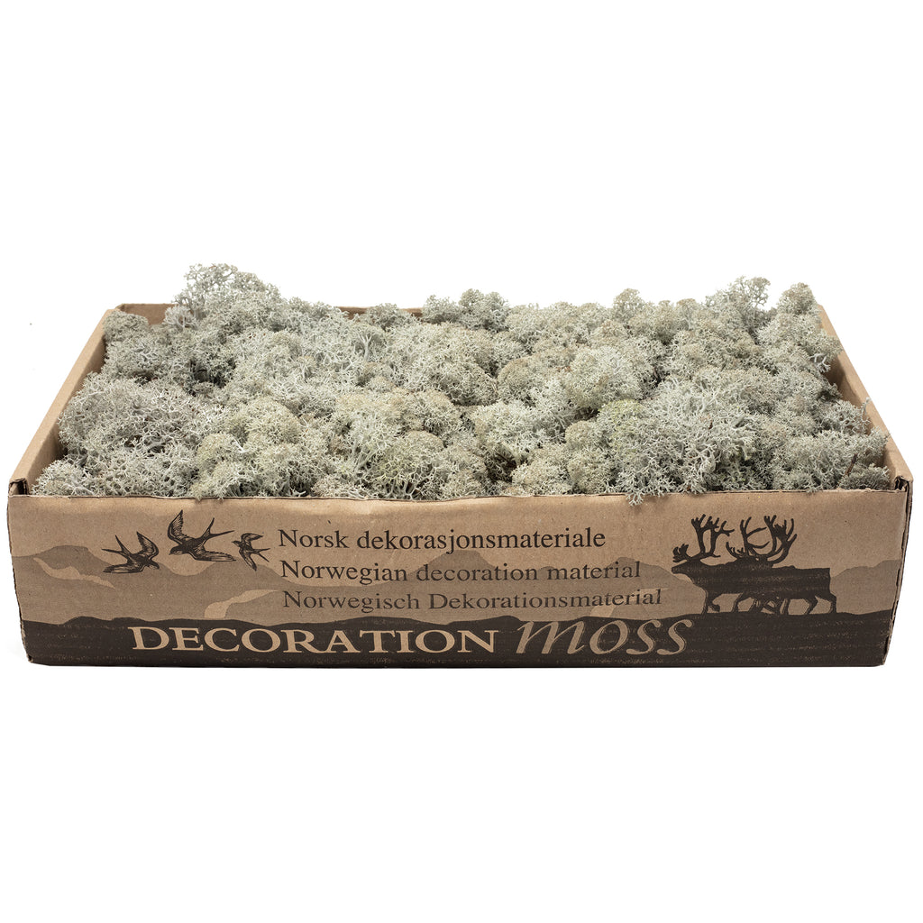 Cardboard Island Moss Grey - 500g