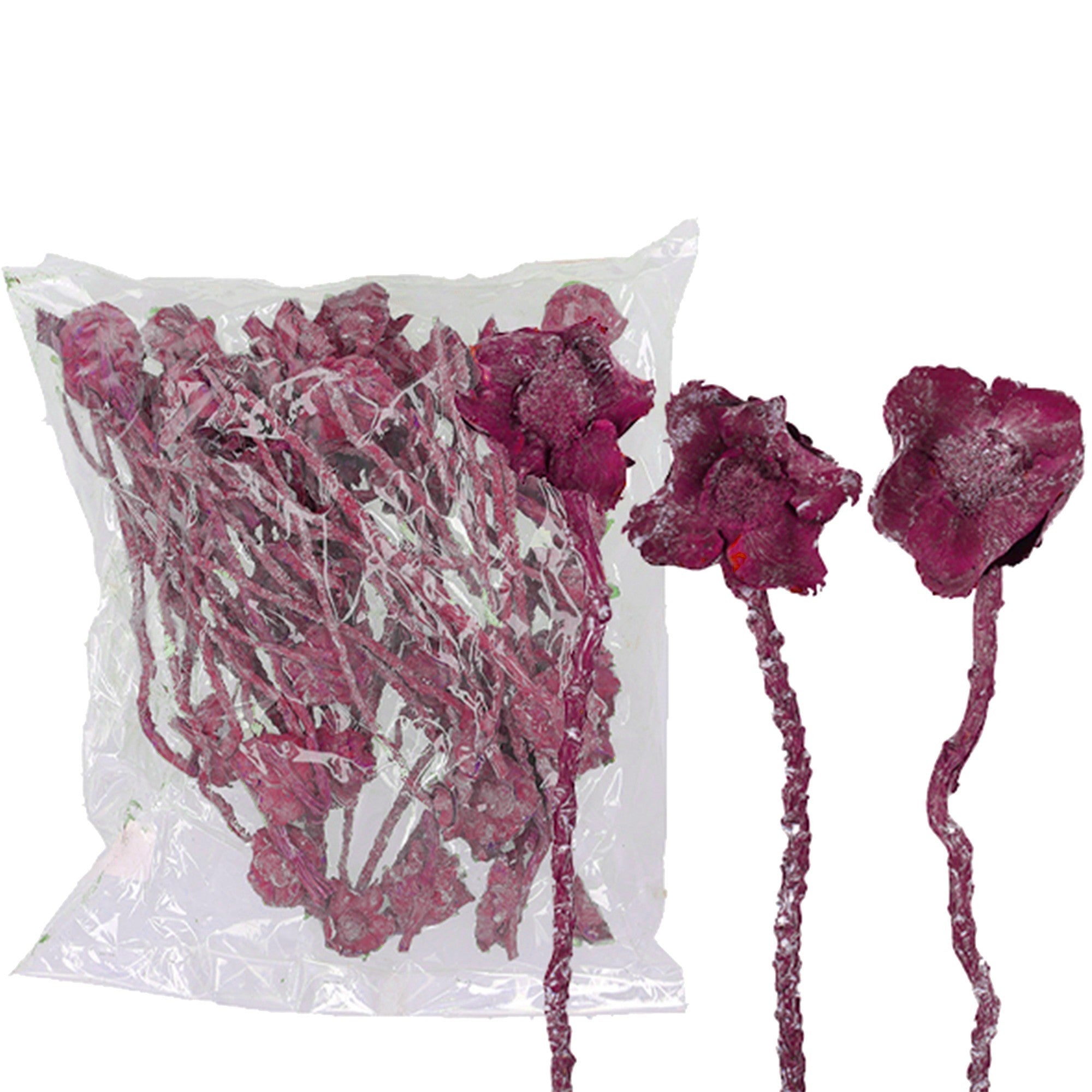 Fleur de noix sur tige - 50 pièces - frost-erika