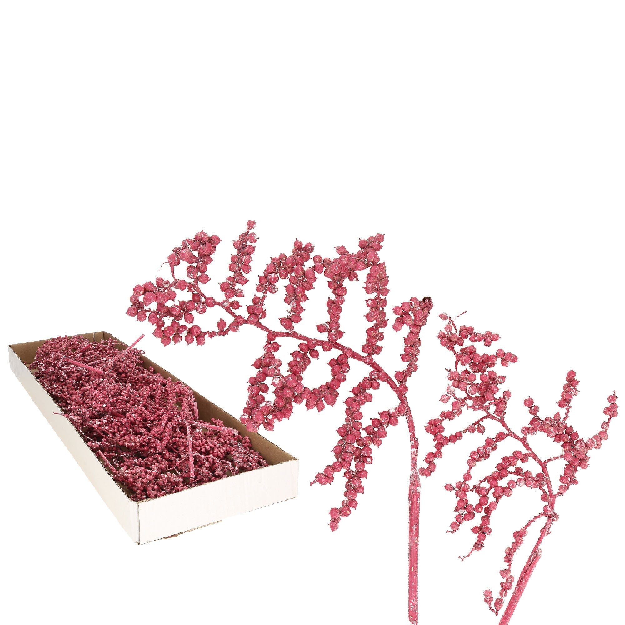 Canella normal - 40 Stück Box - frost-erika