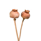 Mohn - ca. 100 Stk - natur