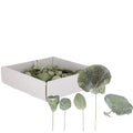 Assortiment de mini plantes exotiques sur fil métallique - 50 pièces - vert givré