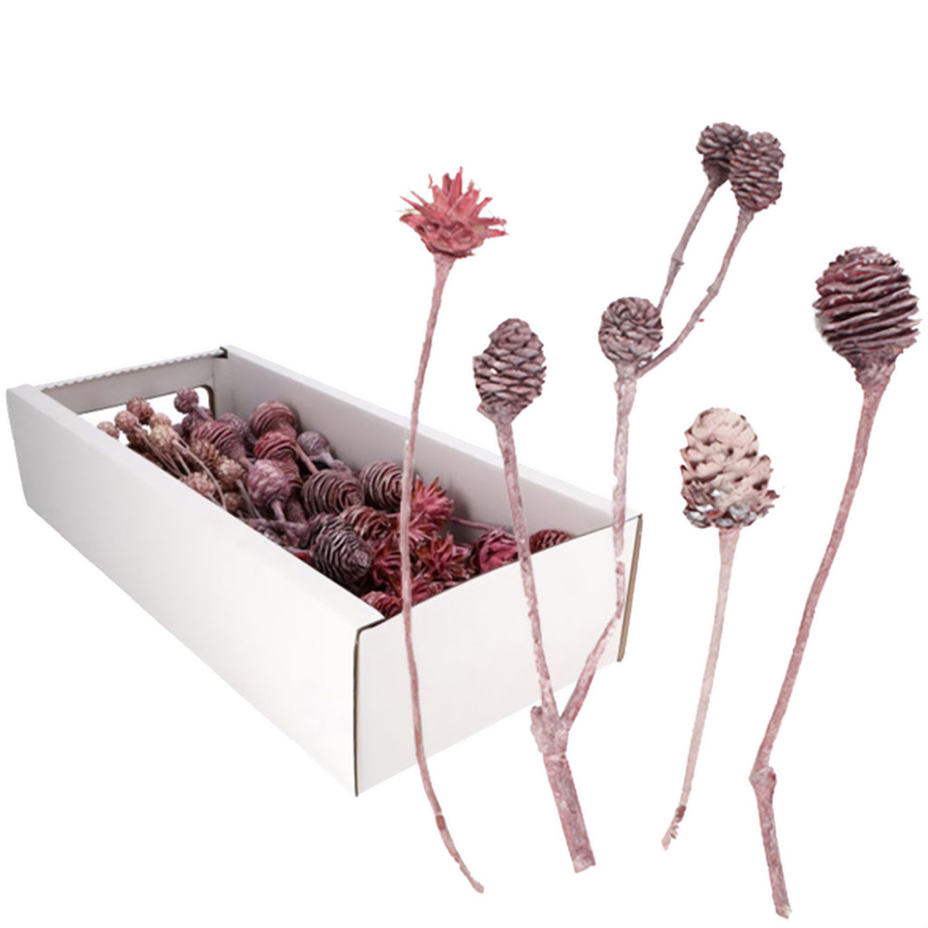 Assortiment de Leucodendrons FROST - 50 pièces - frost-erika