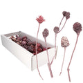 Assortiment de Leucodendrons FROST - 50 pièces - frost-erika