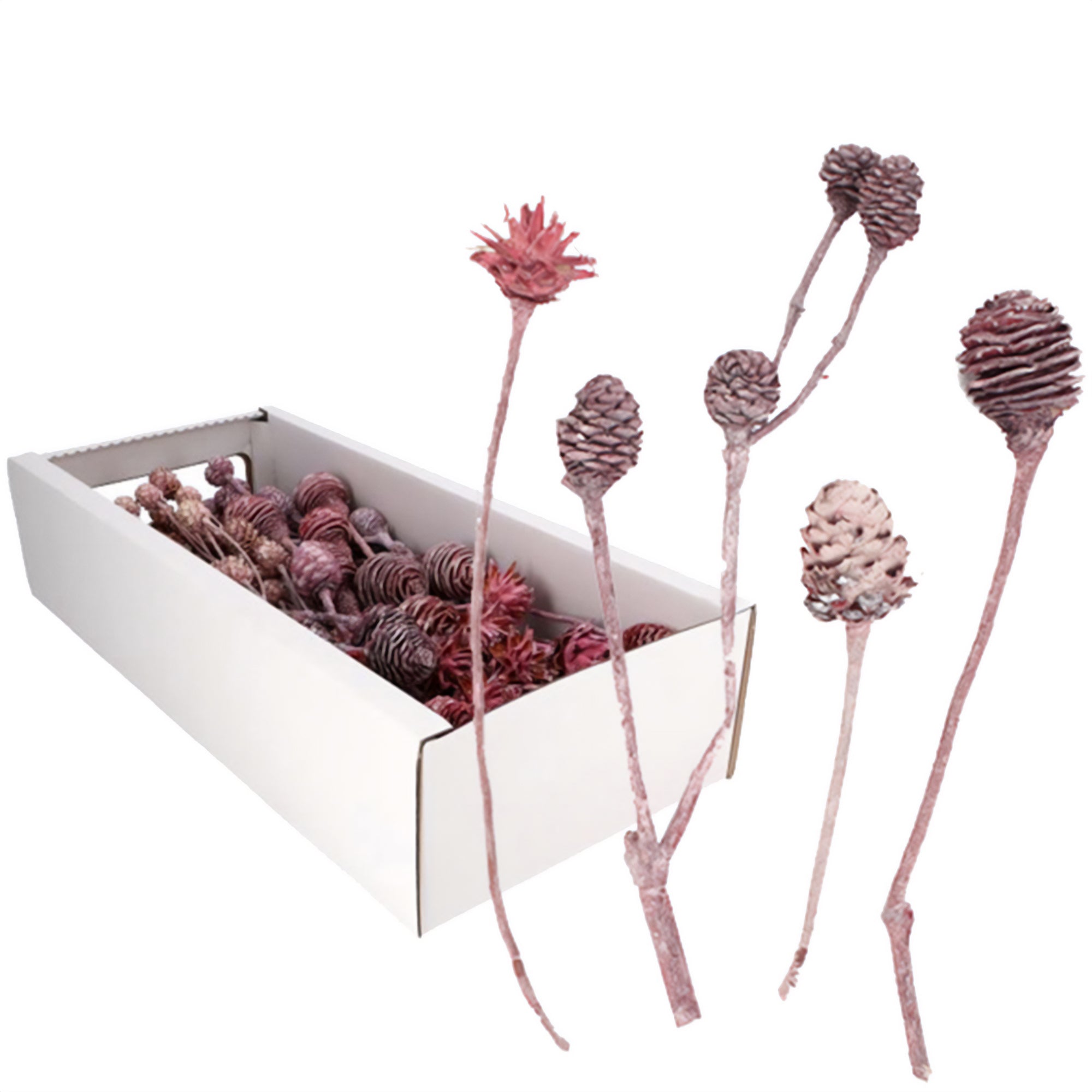 Assortiment de Leucodendrons FROST - 50 pièces - frost-erika