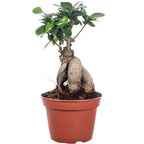 Chinesische Feige - Ficus Ginseng - 30 cm