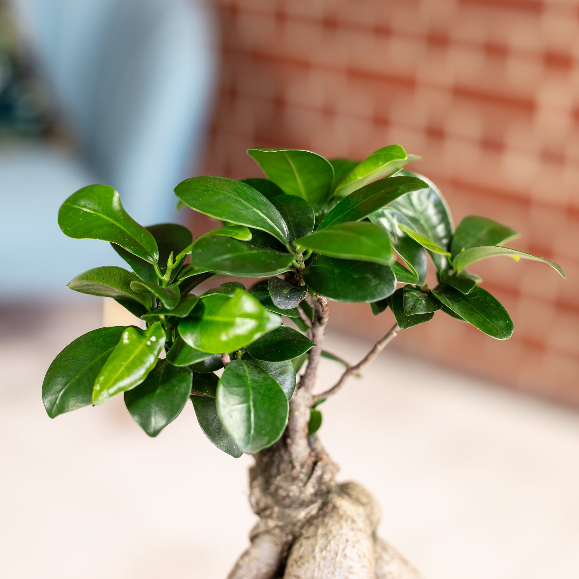 Chinesische Feige - Ficus Ginseng - 30 cm