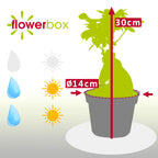 Chinesische Feige - Ficus Ginseng - Höhe ca. 30 cm, Topf-Ø 14 cm