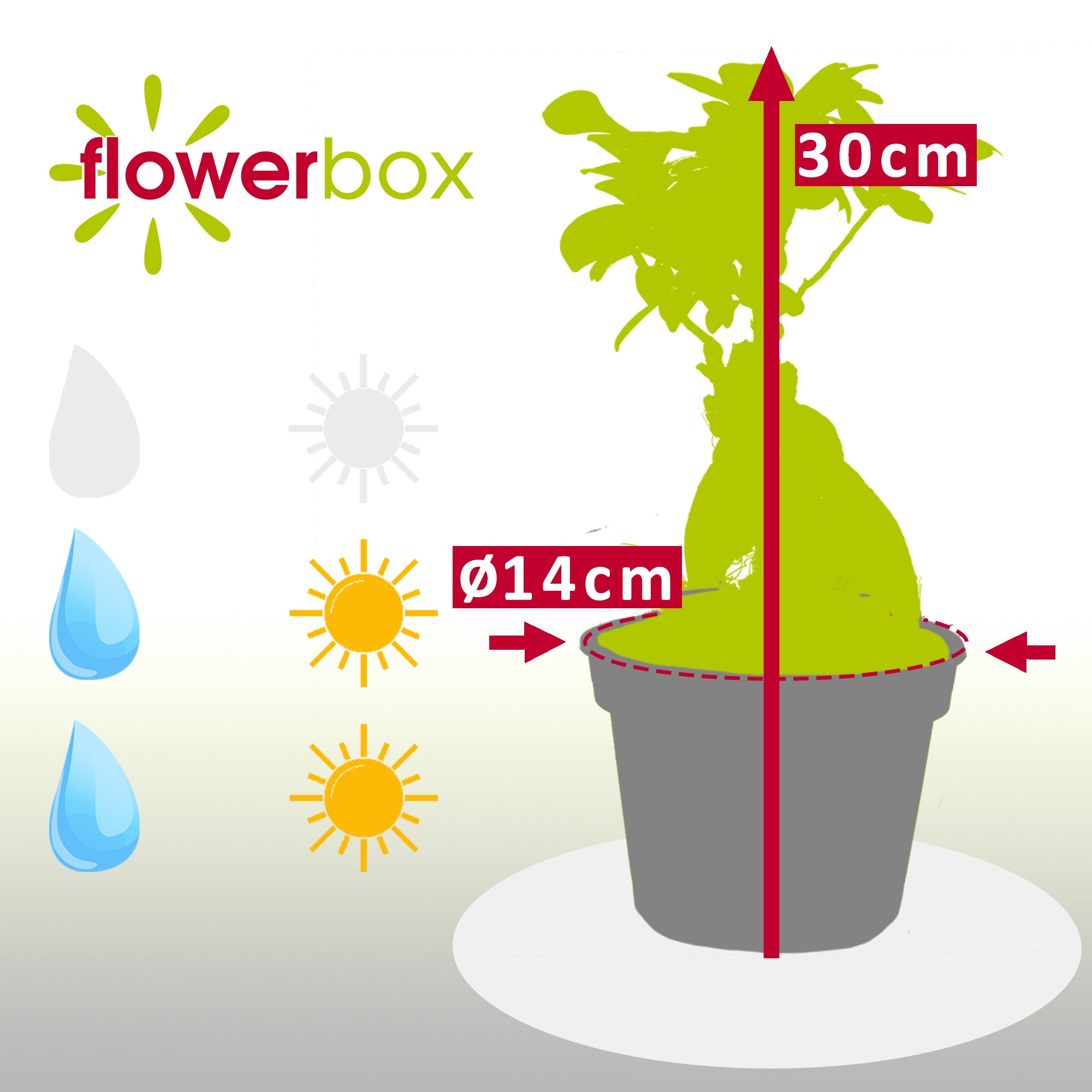 Chinesische Feige - Ficus Ginseng - Höhe ca. 30 cm, Topf-Ø 14 cm