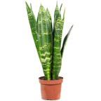 Bogenhanf - Sansevieria trifasciata Black Coral - Höhe ca. 30 cm, Topf-Ø 9 cm