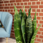 Bogenhanf - Sansevieria trifasciata Black Coral - Höhe ca. 30 cm, Topf-Ø 9 cm